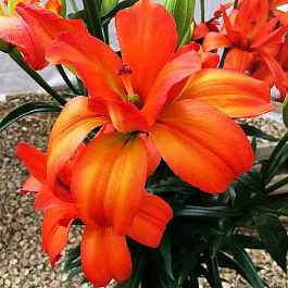 Лилия азиатская махровая Игл Ай Лилия азиатская махровая Игл Ай