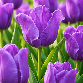 Тюльпан Blue Parrot