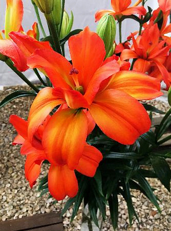 Лилия азиатская махровая Игл Ай