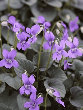 Фиалка лабрадорская