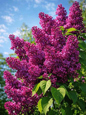 Сирень обыкновенная День Победы