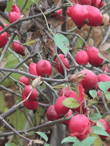 Шиповник бесшипный