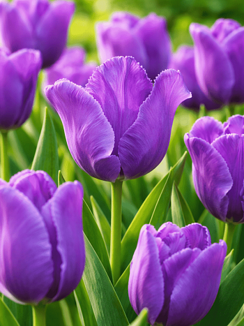 Тюльпан Blue Parrot