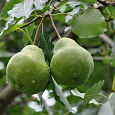Груша плодовая Новелла