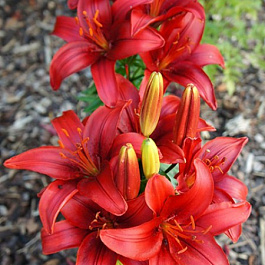 Лилия азиатская горшечная Тайни Хоуп