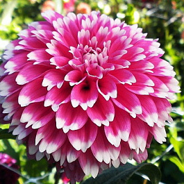 Георгина бахромчатая Фаззи Ваззи