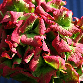 Гортензия крупнолистовая Мэджикал Джейд