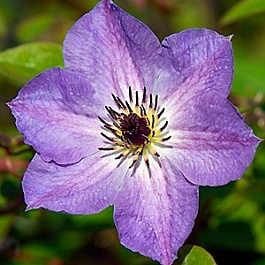 Клематис крупноцветковый Монинг Скай