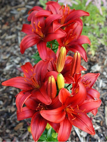 Лилия азиатская горшечная Тайни Хоуп