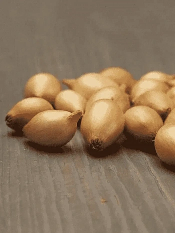 Лук-севок Стурон