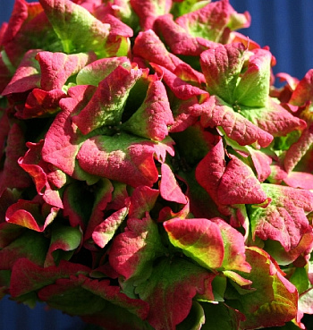 Гортензия крупнолистовая Мэджикал Джейд Гортензия крупнолистовая Мэджикал Джейд