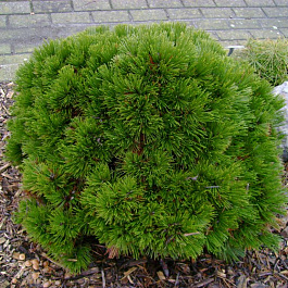 Сосна лейкодермис