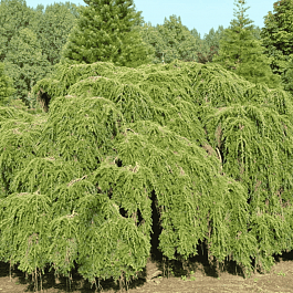 Тсуга западная