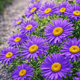 Астра альпийская Dunkle Schöne