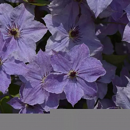 Клематис крупноцветковый Скайфолл