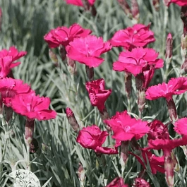 Гвоздика гратианополитанская Bombardier