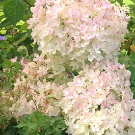 Гортензия метельчатая Bombshell