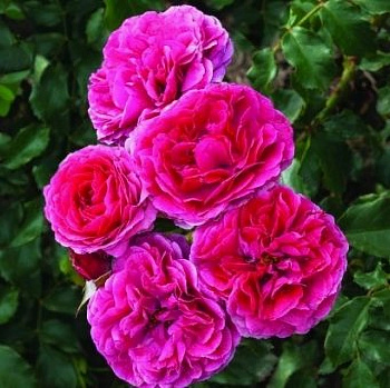 Роза флорибунда Река Сава