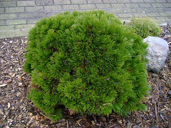 Сосна лейкодермис