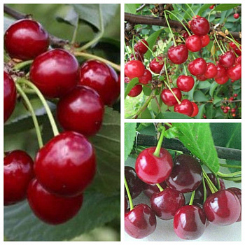 Дерево-сад (3-4х летка) вишня 3 сорта Памяти Вавилова-Игрушка-Надежда