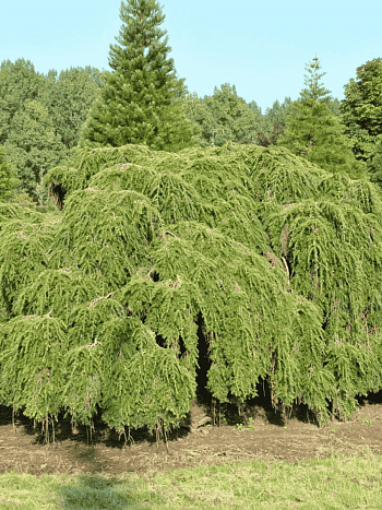 Тсуга западная