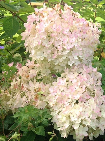 Гортензия метельчатая Bombshell