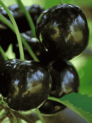 Черешня Ленинградская черная