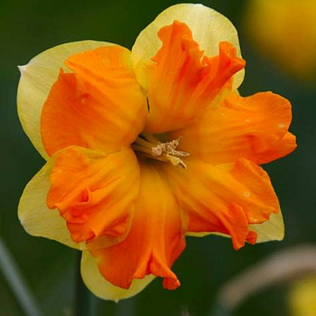 Нарцисс с расщеплённой коронкой Тиритомба