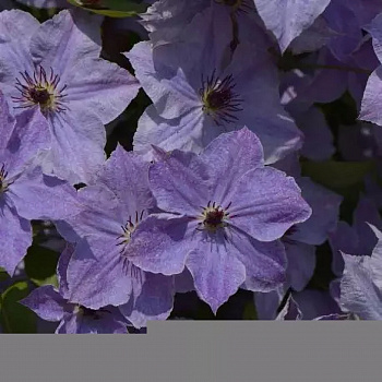 Клематис крупноцветковый Скайфолл Клематис крупноцветковый Скайфолл