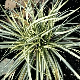 Осока птиценожковая Variegata