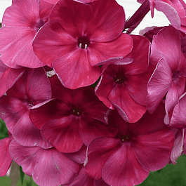 Флокс метельчатый Травиата