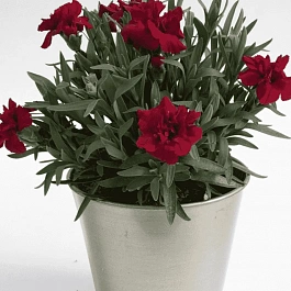 Гвоздика Oscar Red Star