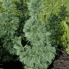 Сосна Веймутова Densa Hill