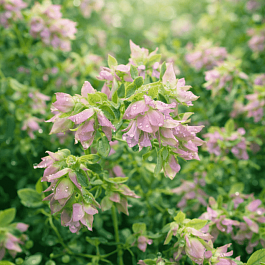 Душица круглолистная Dingle Fairy