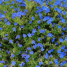 Литодора раскидистая Compact Blue