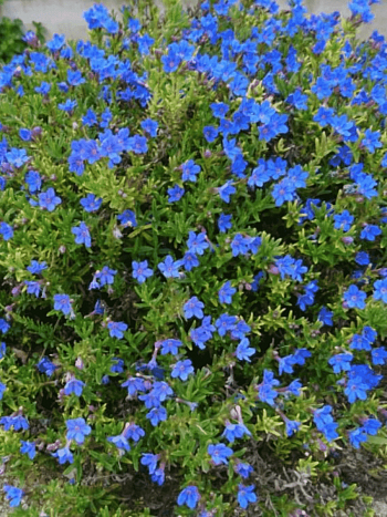 Литодора раскидистая Compact Blue