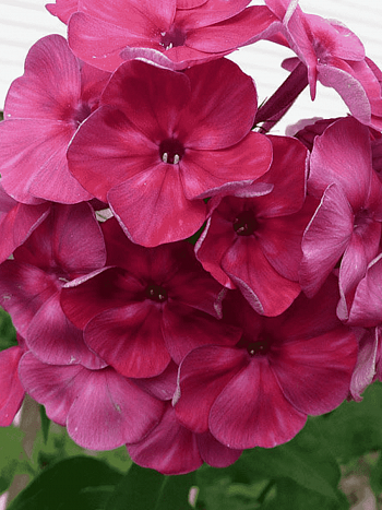 Флокс метельчатый Травиата