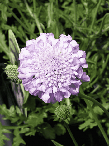 Скабиоза  голубиная Pink Mist
