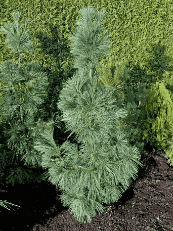 Сосна Веймутова Densa Hill