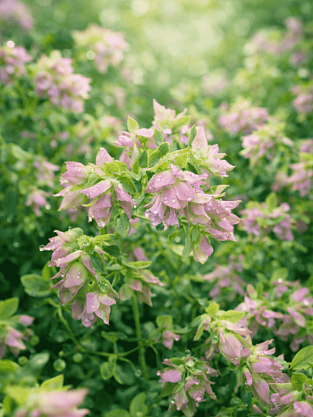 Душица круглолистная Dingle Fairy