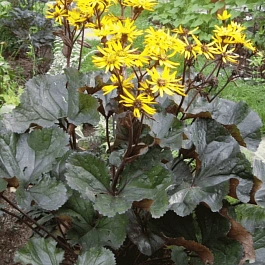 Бузульник зубчатый Othello