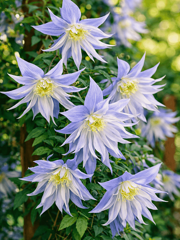 Клематис гибридный Maidwell Hall