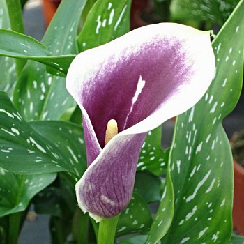 Калла Пикассо