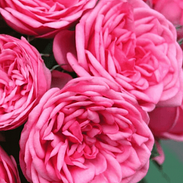 Роза чайно-гибридная Pink Piano