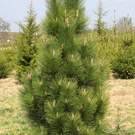 Сосна черная Сосна черная