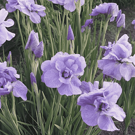 Ирис сибирский Imperial Opal