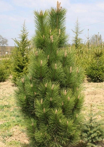 Сосна черная