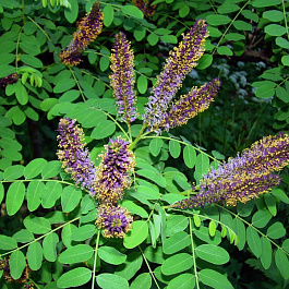 Аморфа кустарниковая