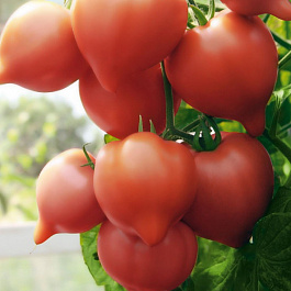 Томат Огневский F1