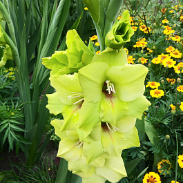 Гладиолус крупноцветковый Прима Верде